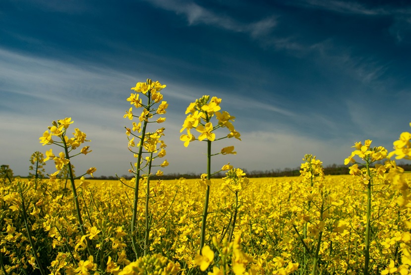 Cultivo de colza y aceite de canola - Unsplash Denes Kozma