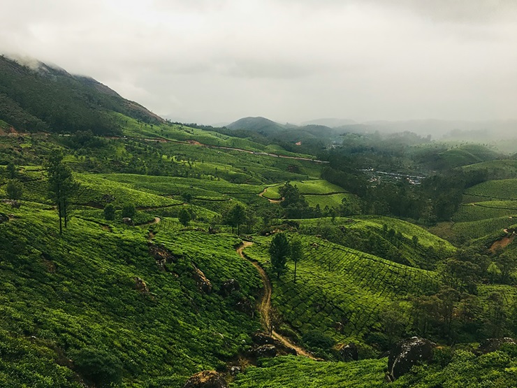 Plantaciones de té - Unsplash Jyothi Kumar